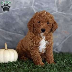 Orlando, Miniature Poodle Puppy